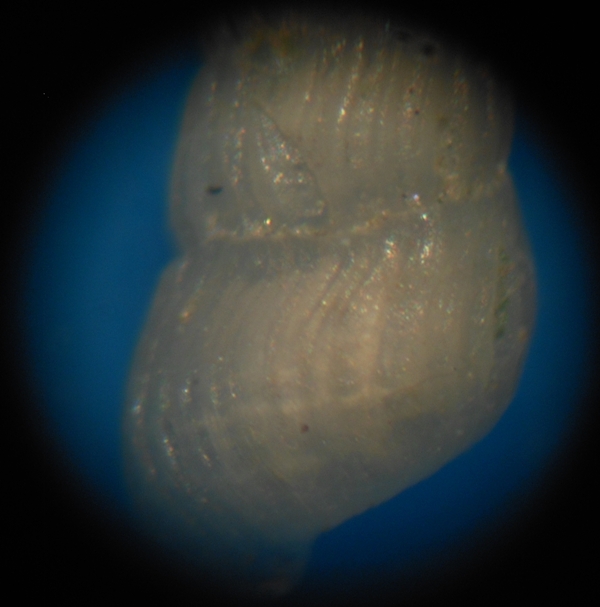 Parthenina indistincta?